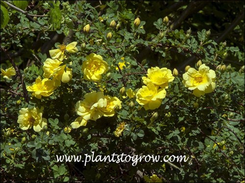 A double form of the more common single Harrison Yellow Rose.